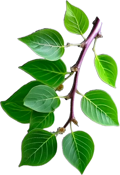 Ramo de planta a direita